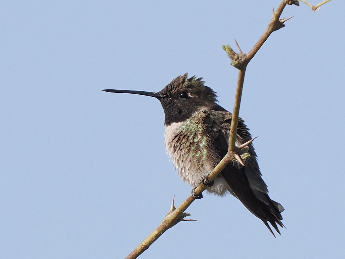 Black-chinned Hummingbird - ML553665831