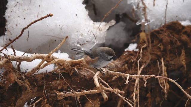 Boreal Chickadee - ML553666491