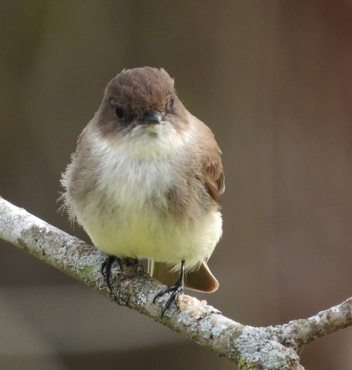 Eastern Phoebe - ML553667001