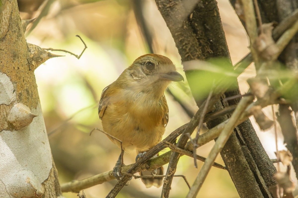 Planalto Slaty-Antshrike - ML553667581