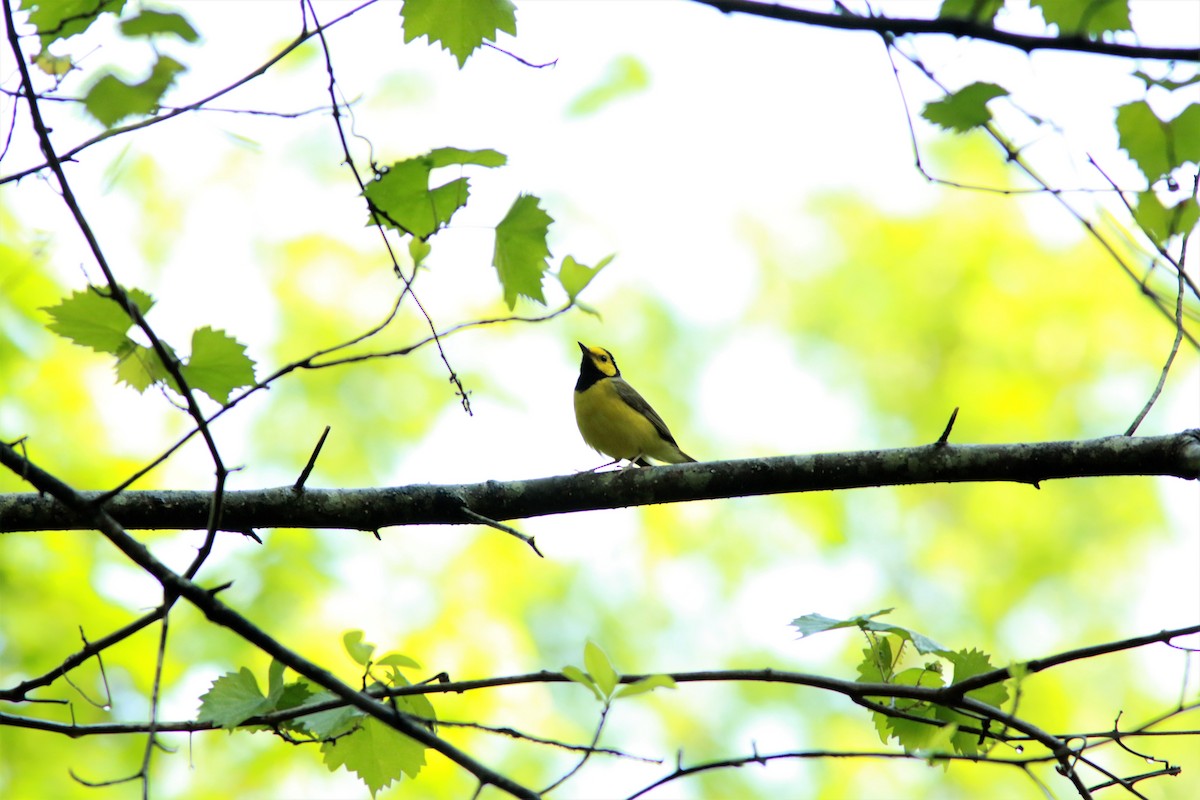 Hooded Warbler - Eric Alton