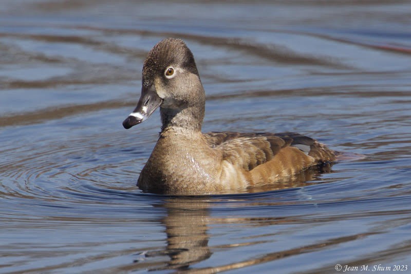 Ring-necked Duck - ML553669451