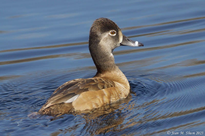 Ring-necked Duck - ML553669521