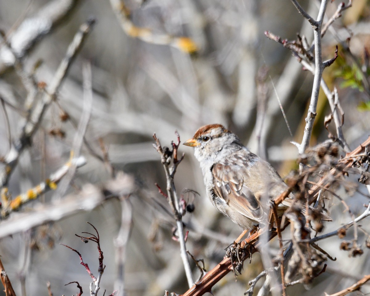 White-crowned Sparrow - ML553669981