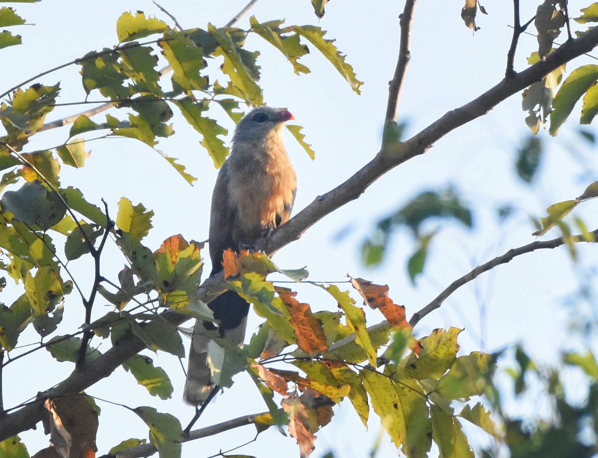 Sirkeer Malkoha - Nithya Mathew Mathew