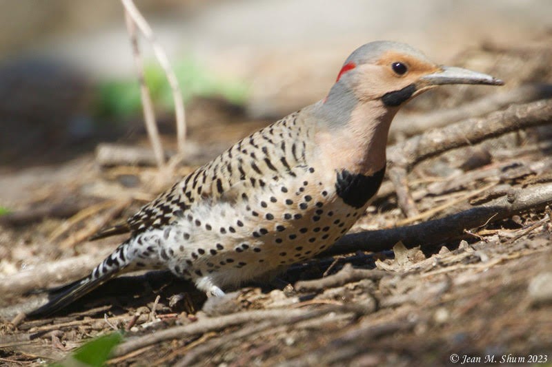 Northern Flicker - Anonymous