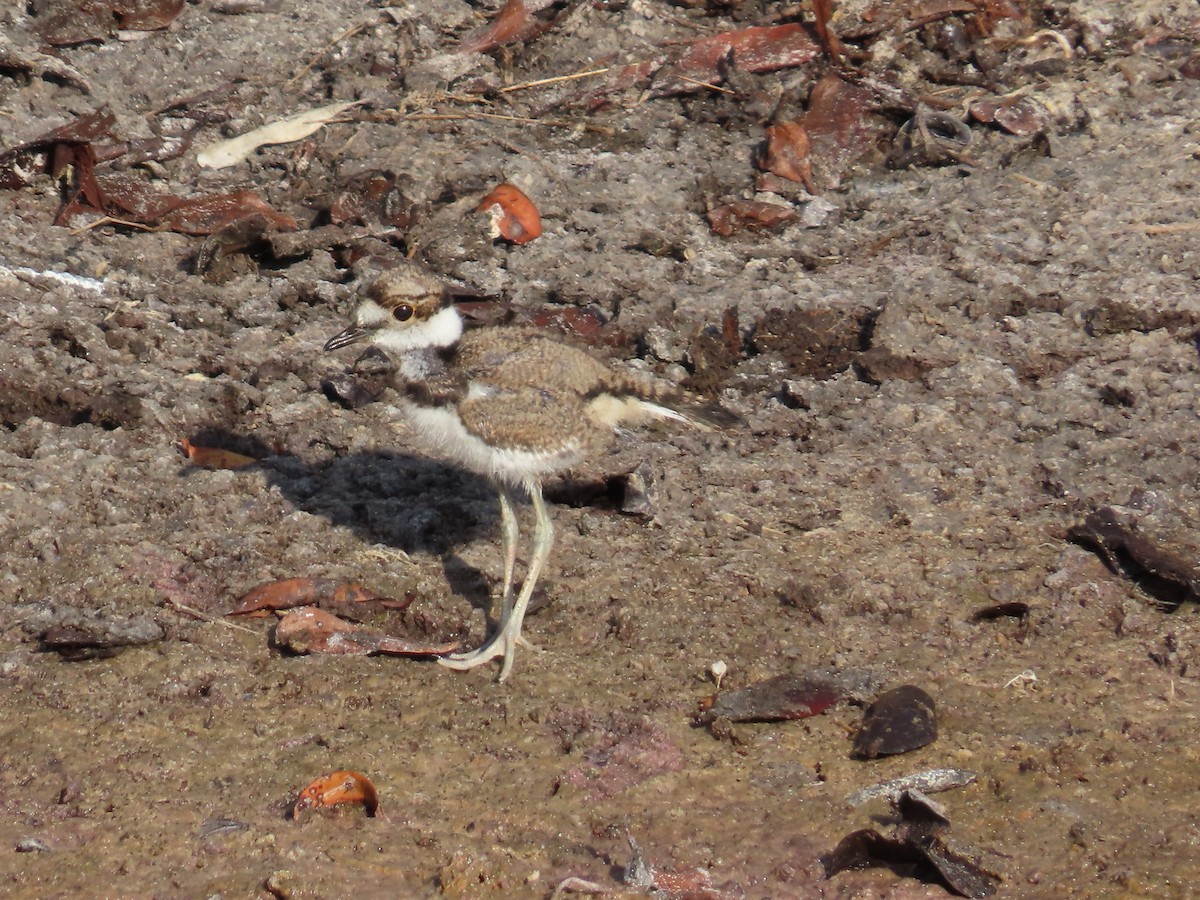 Killdeer - Robin Potvin