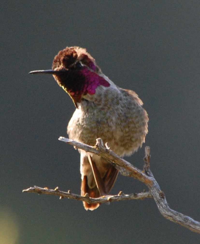 Anna's Hummingbird - Colin Meusel
