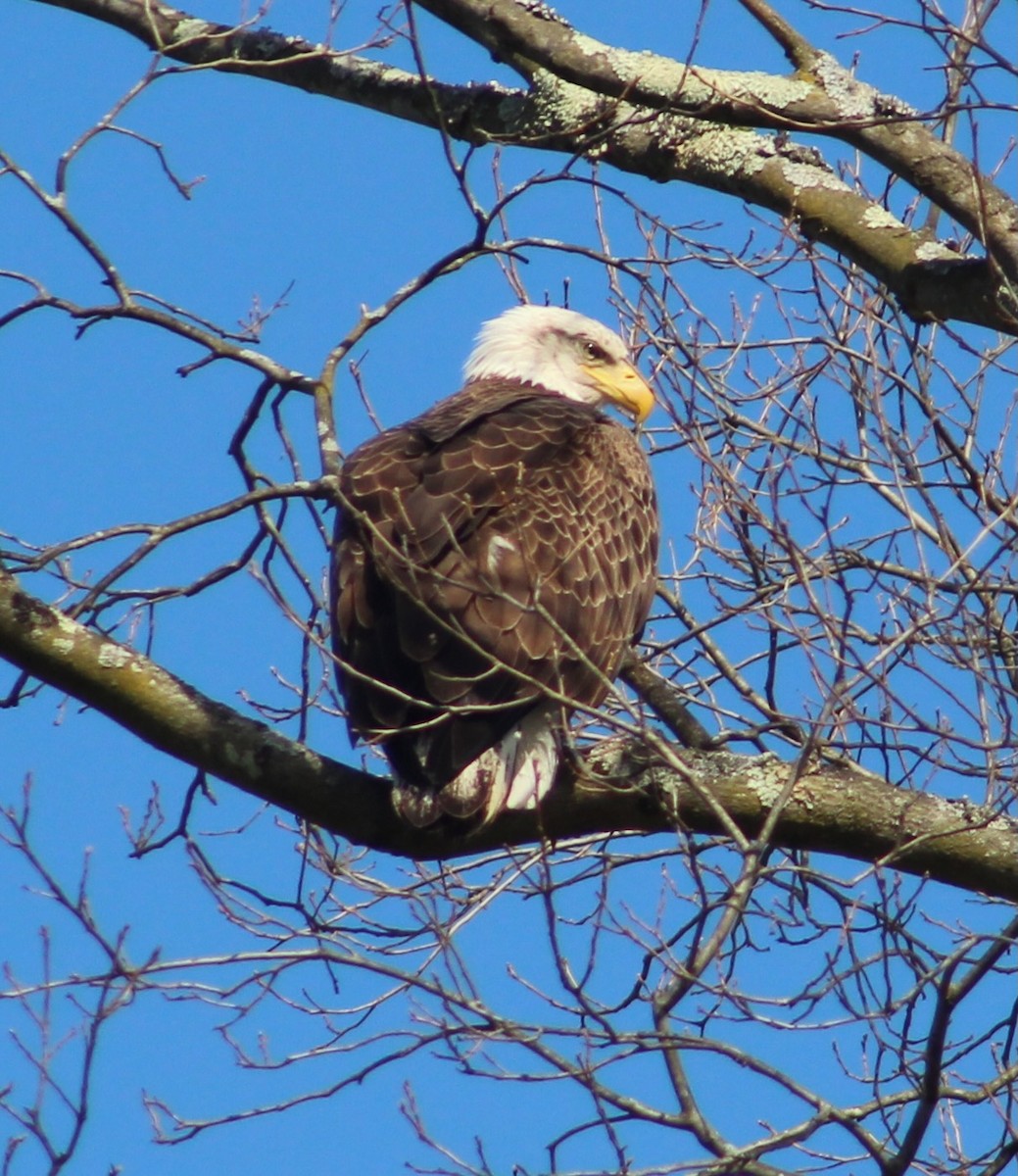 Bald Eagle - ML553674711