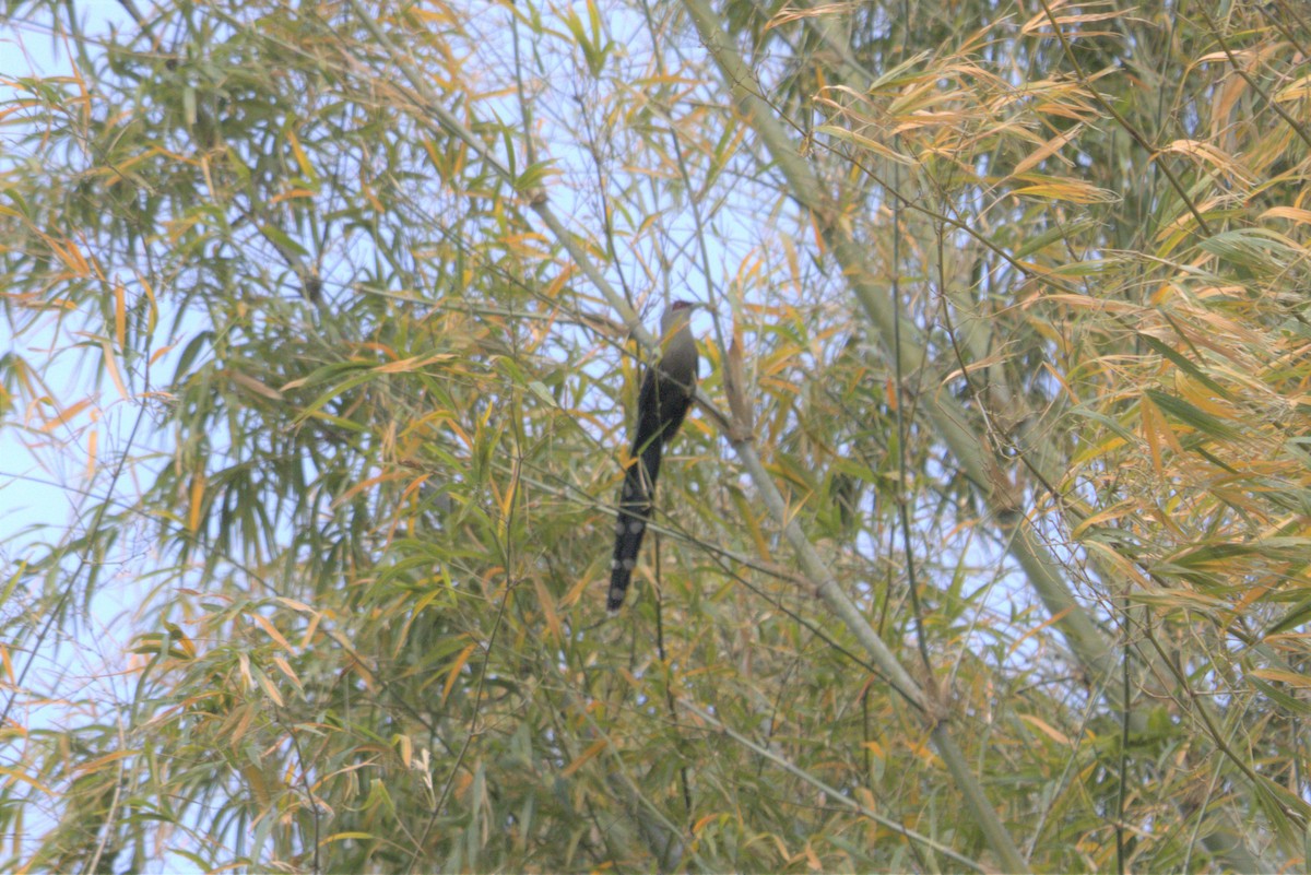 Green-billed Malkoha - ML553675051