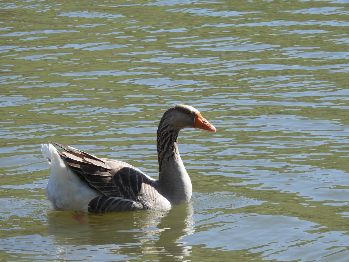 Graylag Goose (Domestic type) - ML553675201