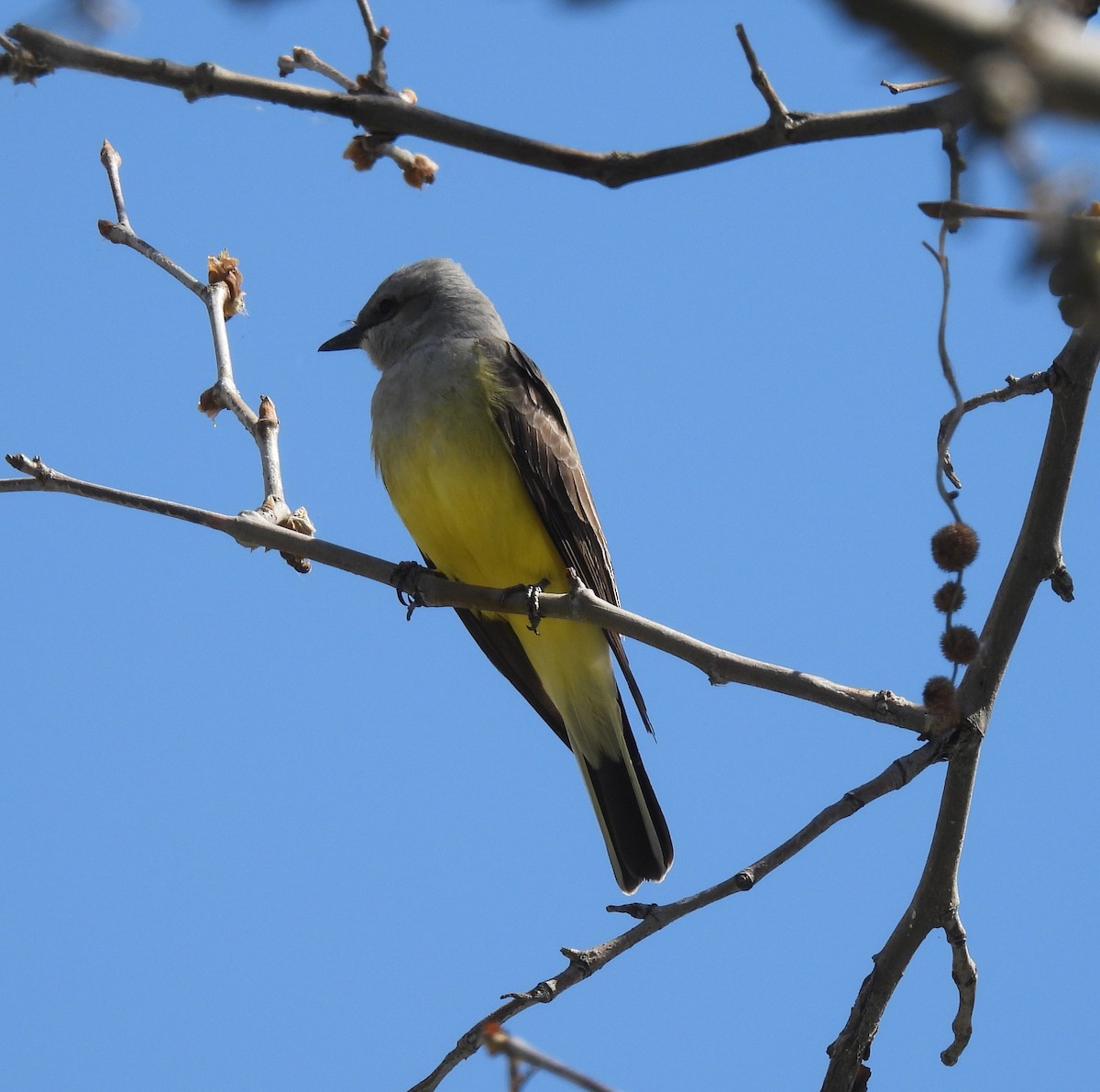 Western Kingbird - ML553675401