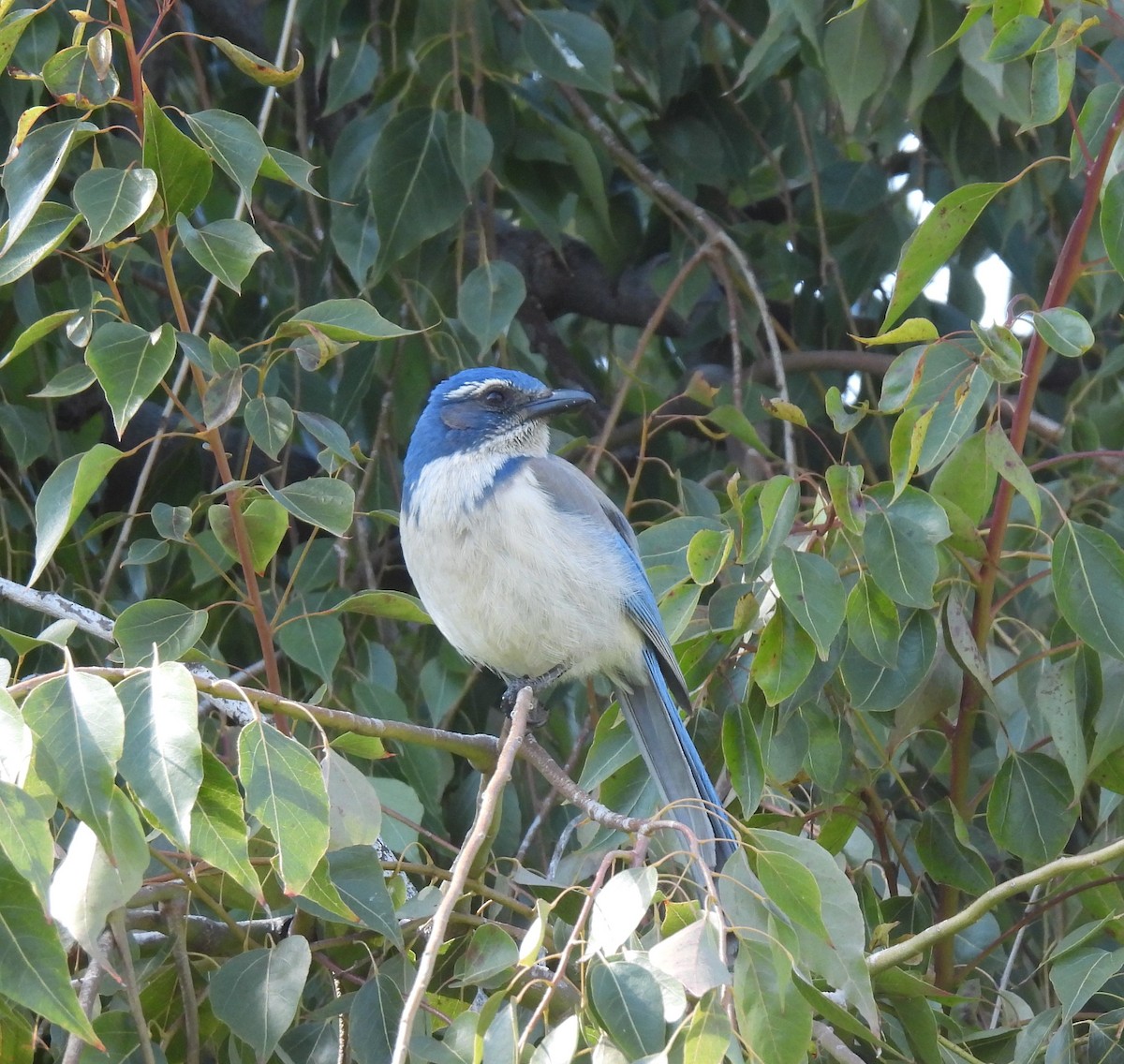 California Scrub-Jay - ML553675431