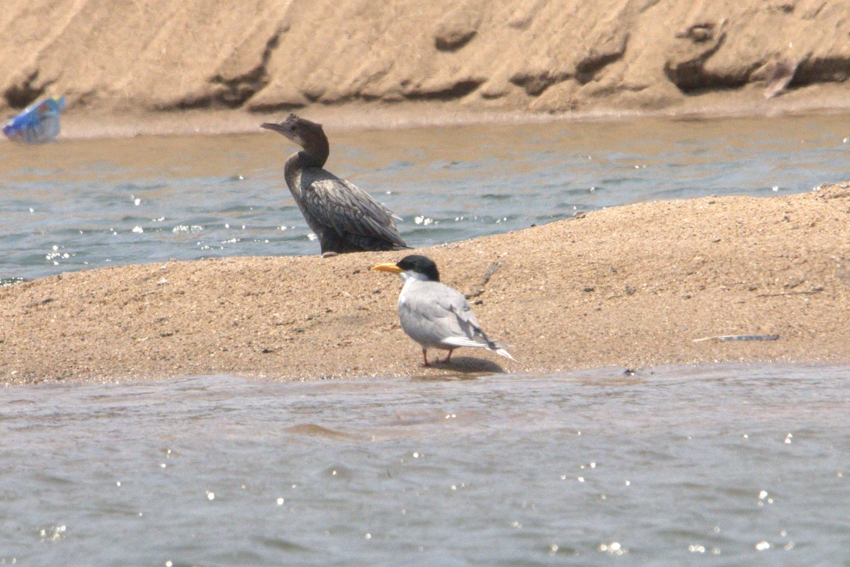 River Tern - ML553675551