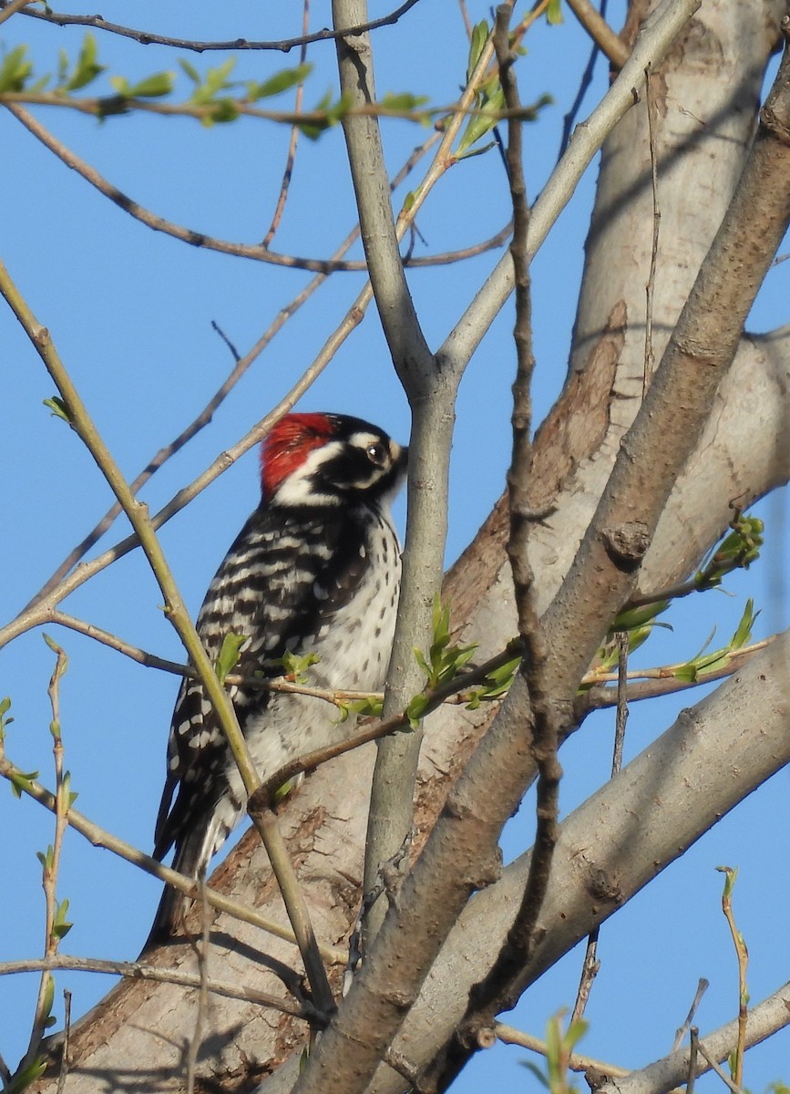 Nuttall's Woodpecker - Norm Clayton