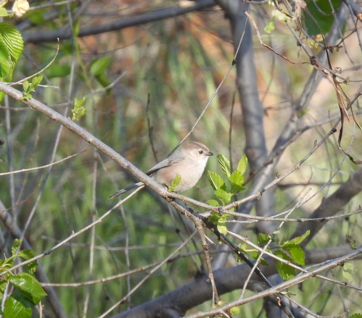 Bushtit - Norm Clayton