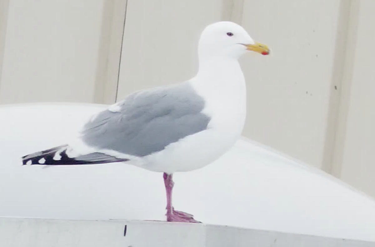 Herring x Glaucous-winged Gull (hybrid) - ML553676291