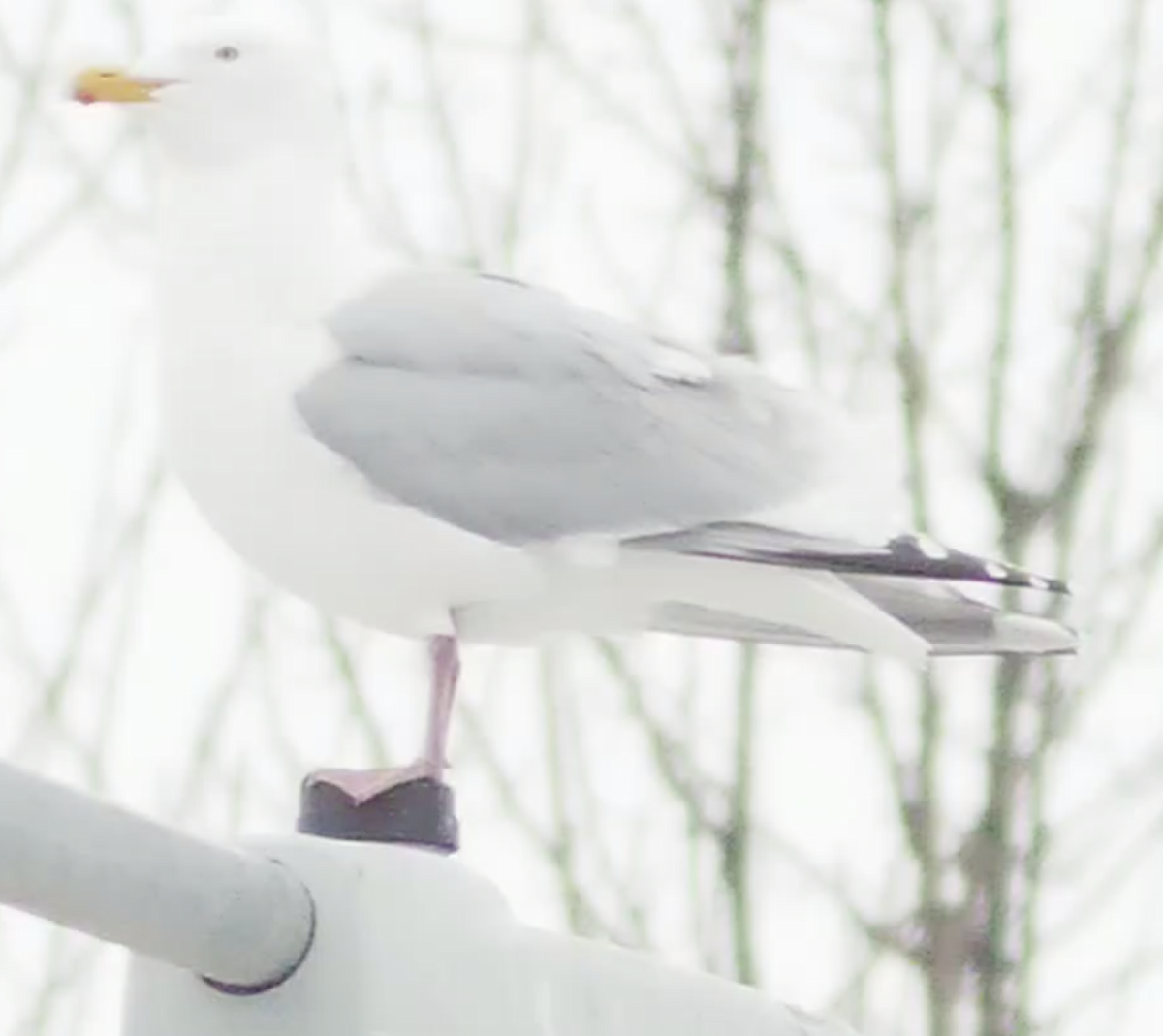 Herring x Glaucous-winged Gull (hybrid) - ML553676301