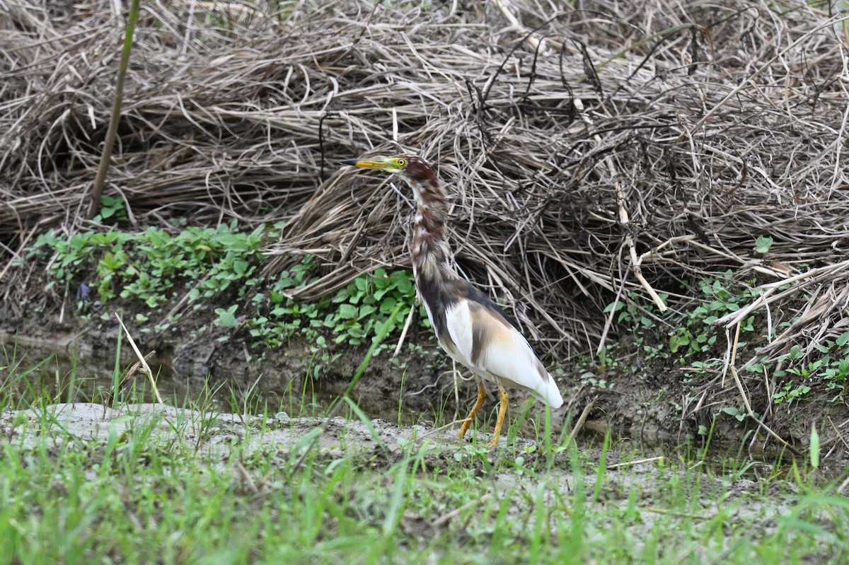 Chinese Pond-Heron - ML553677801