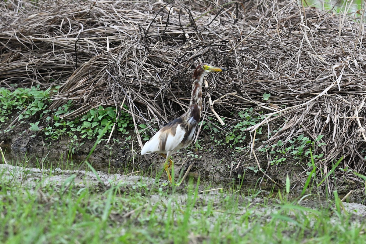 Chinese Pond-Heron - ML553677811