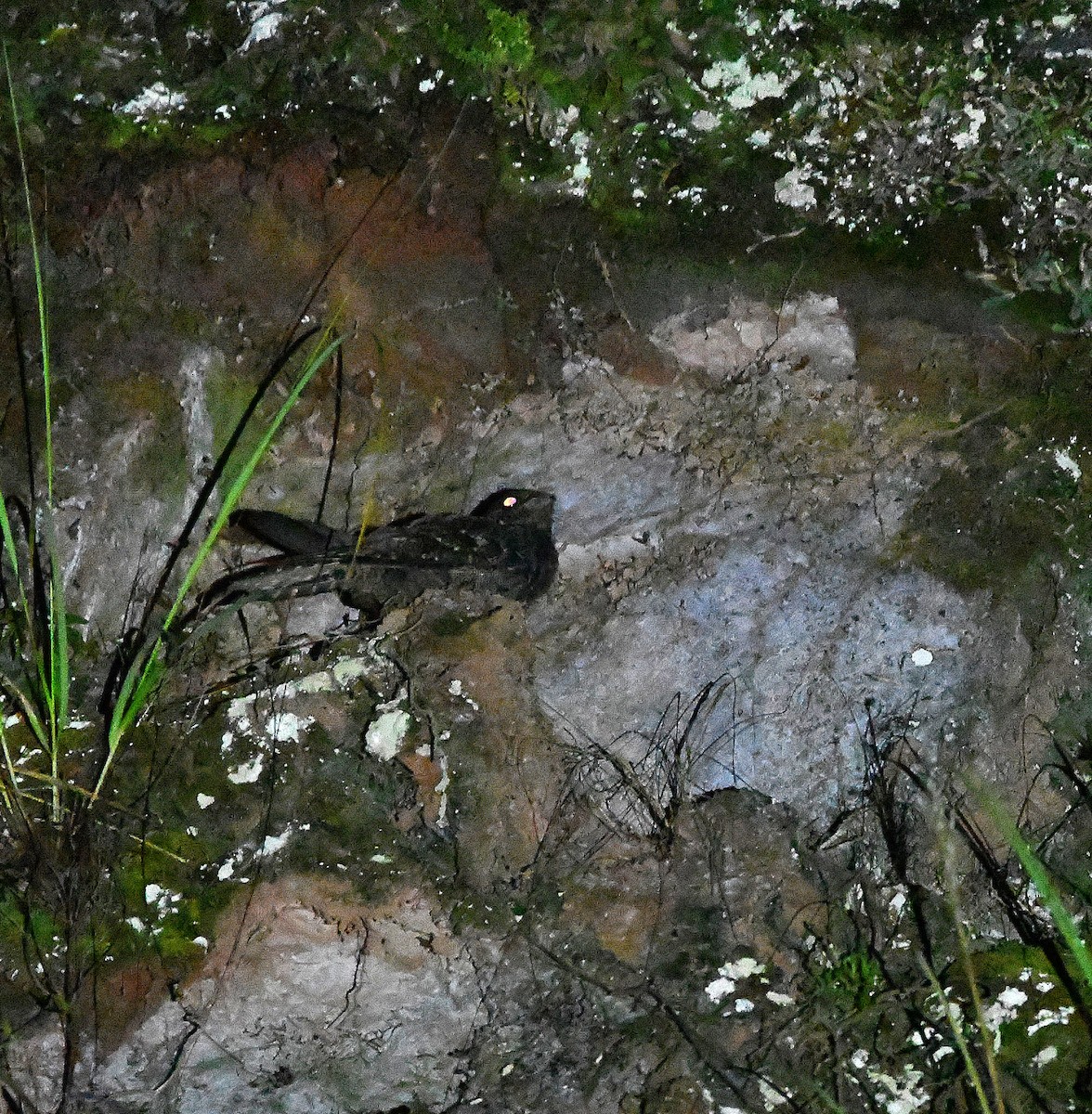 Lyre-tailed Nightjar - Ari Weiss