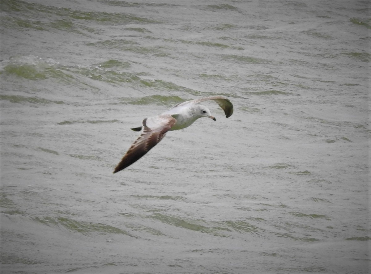 Ring-billed Gull - ML553678281