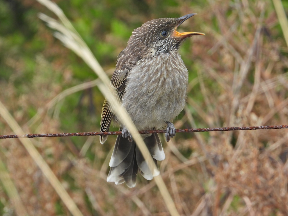 Little Wattlebird - Oliver Rose