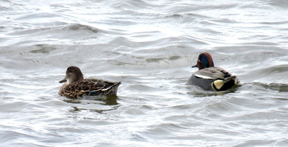 Green-winged Teal - ML553679171