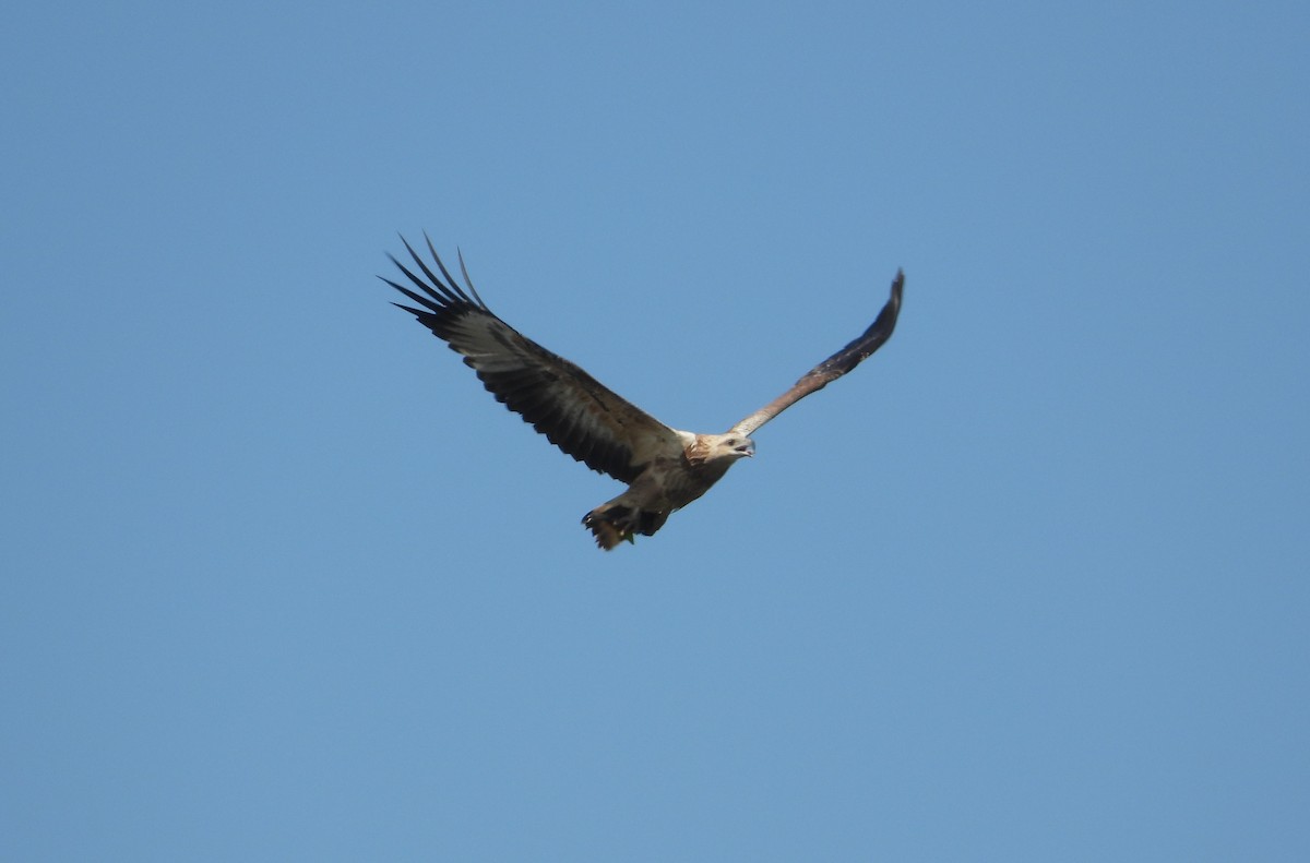 White-bellied Sea-Eagle - ML553679761