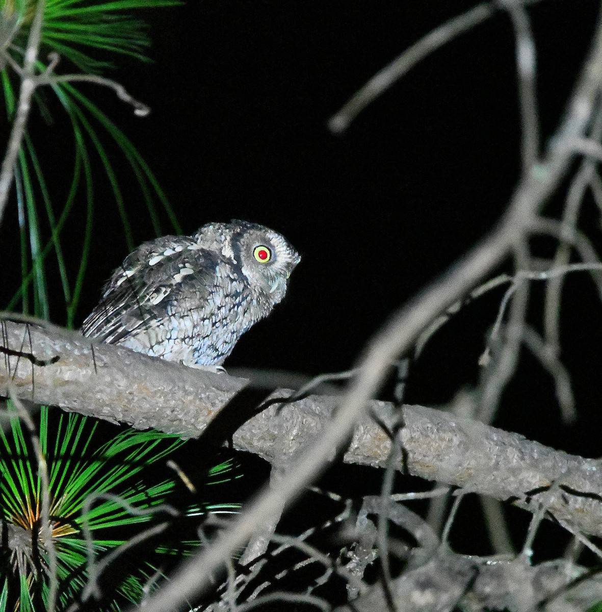 Montane Forest Screech-Owl - Ari Weiss