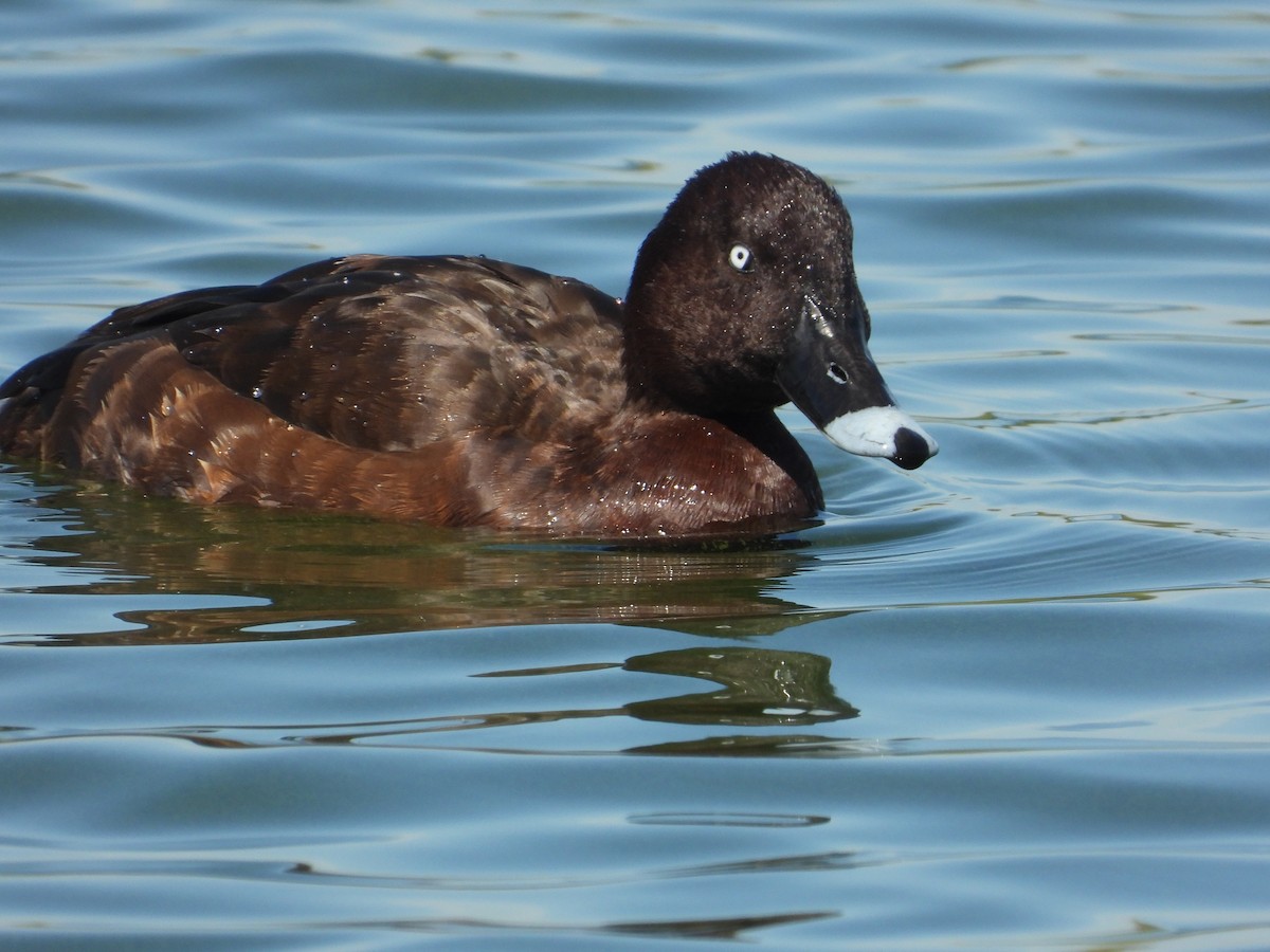 Hardhead - ML553680381