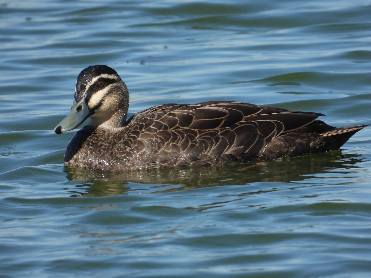 Pacific Black Duck - Oliver Rose