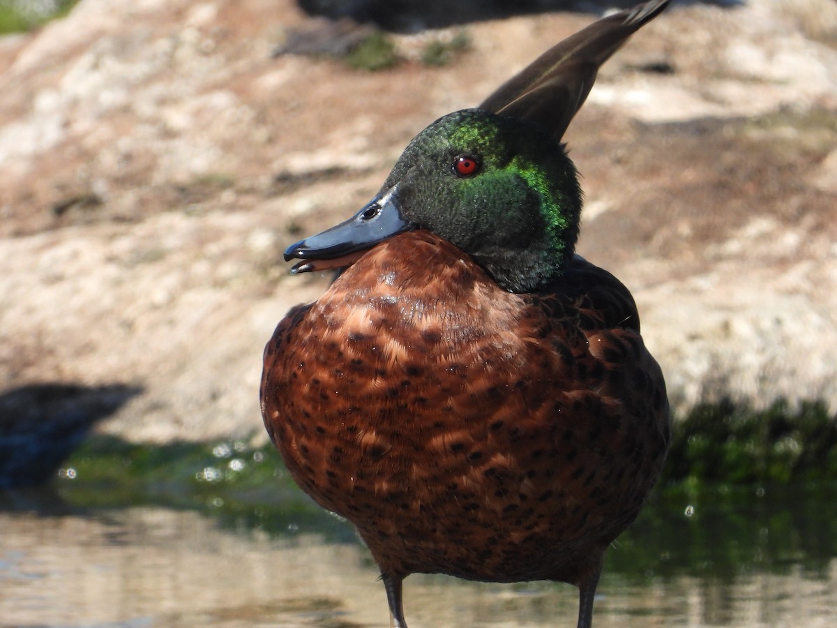 Chestnut Teal - ML553680641