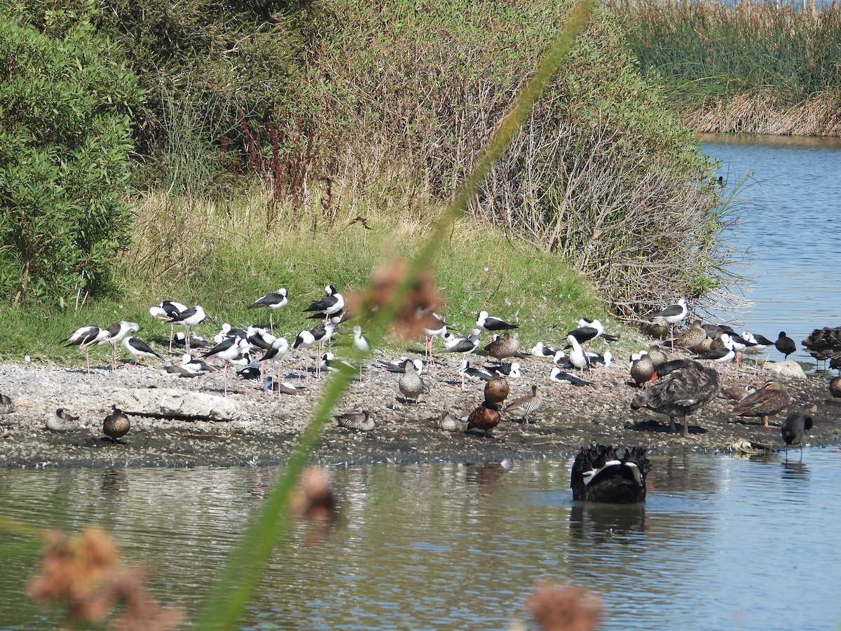 Pied Stilt - ML553681221