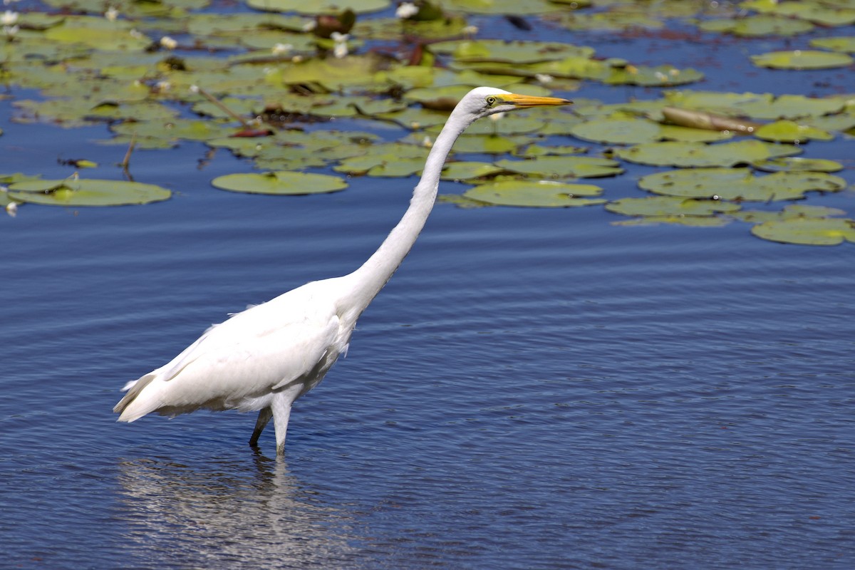 Great Egret - ML553681341