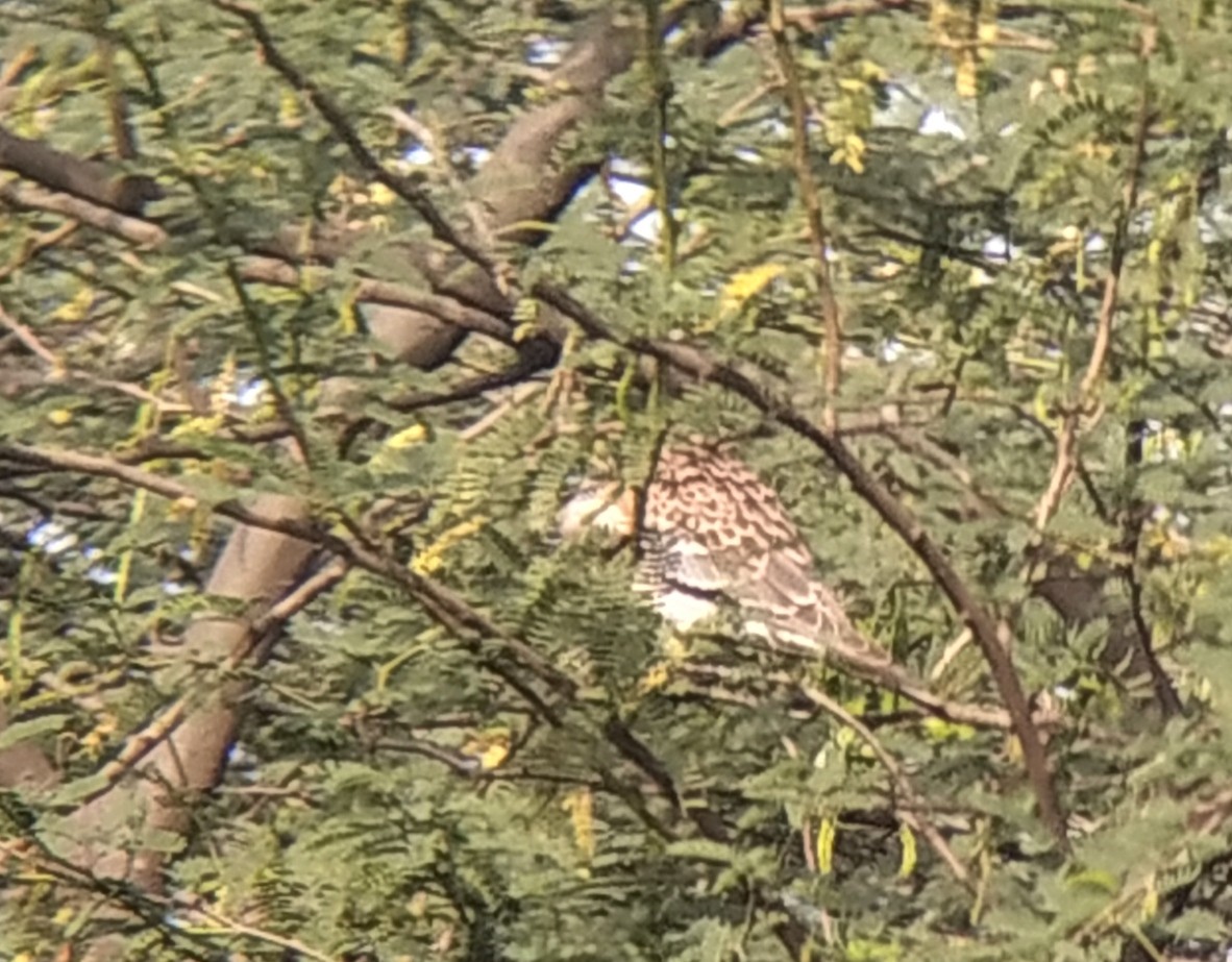 Oriental Turtle-Dove - ML553681541