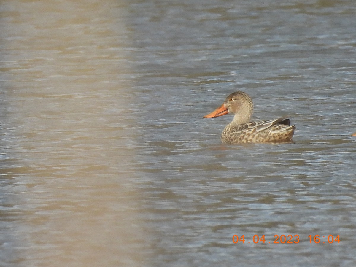 Northern Shoveler - ML553683001