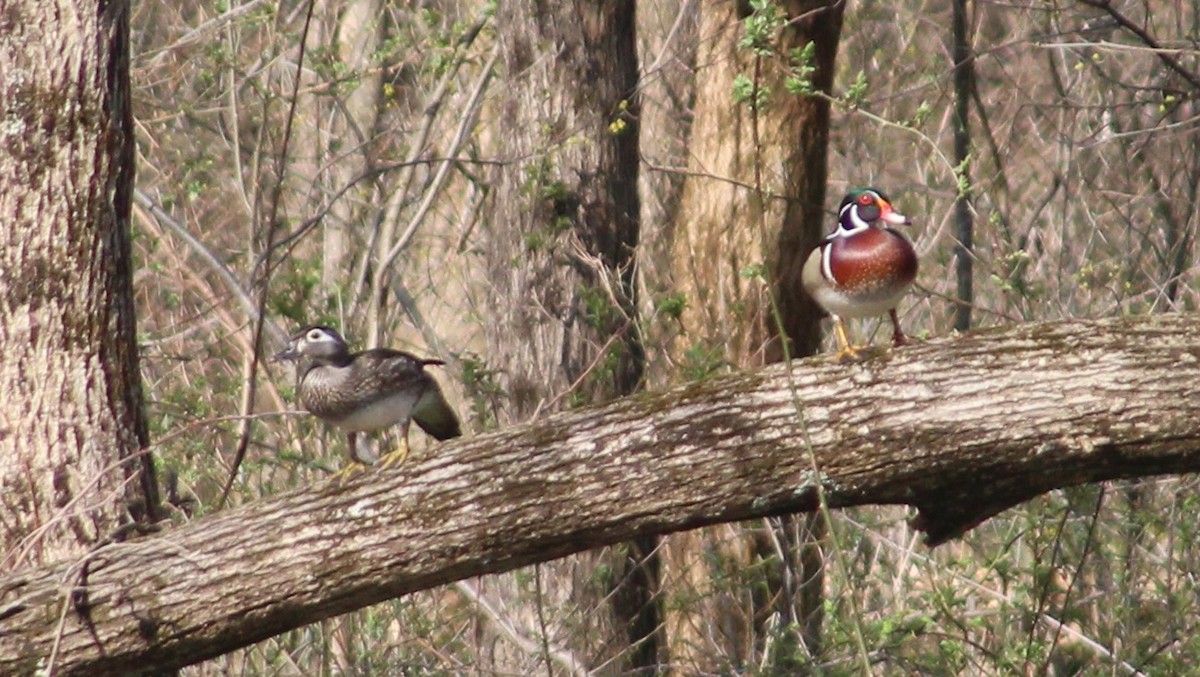 Wood Duck - ML553683371