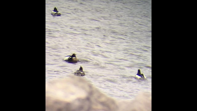 Red-breasted Merganser - ML553683791