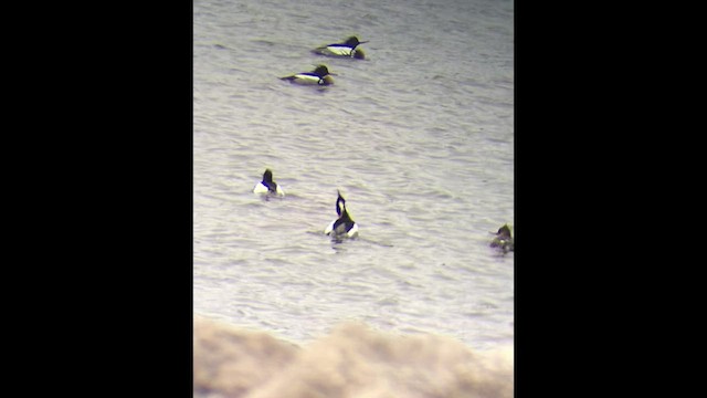 Red-breasted Merganser - ML553683991