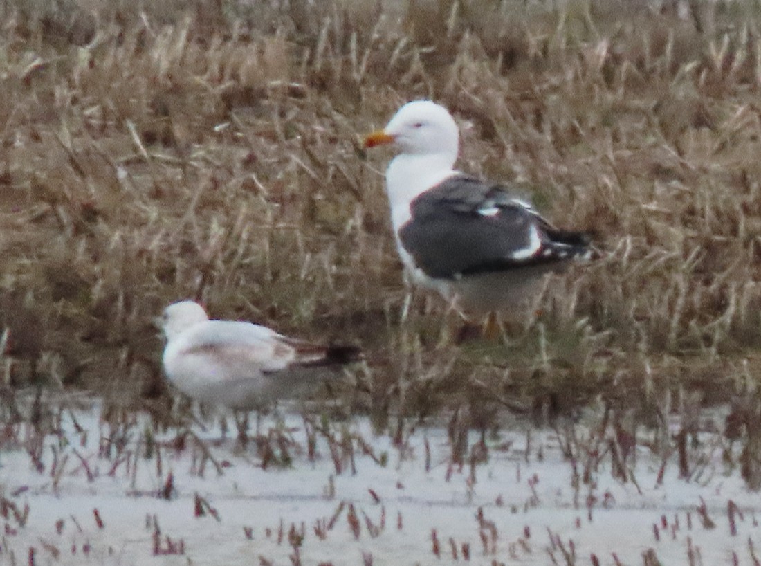 Lesser Black-backed Gull - ML553684141