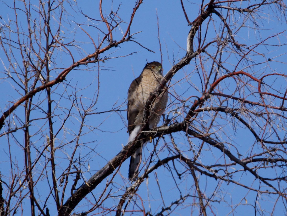 Cooper's Hawk - ML553685411