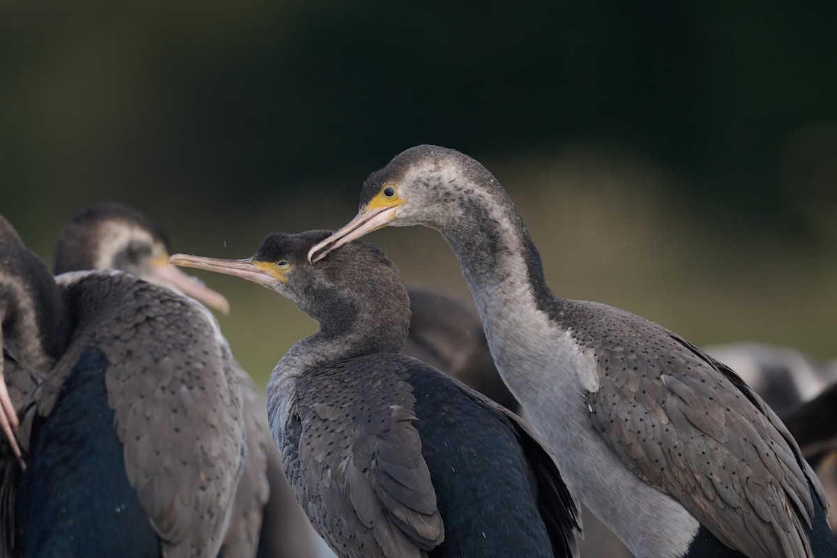 Cormorán Moteado - ML553685951