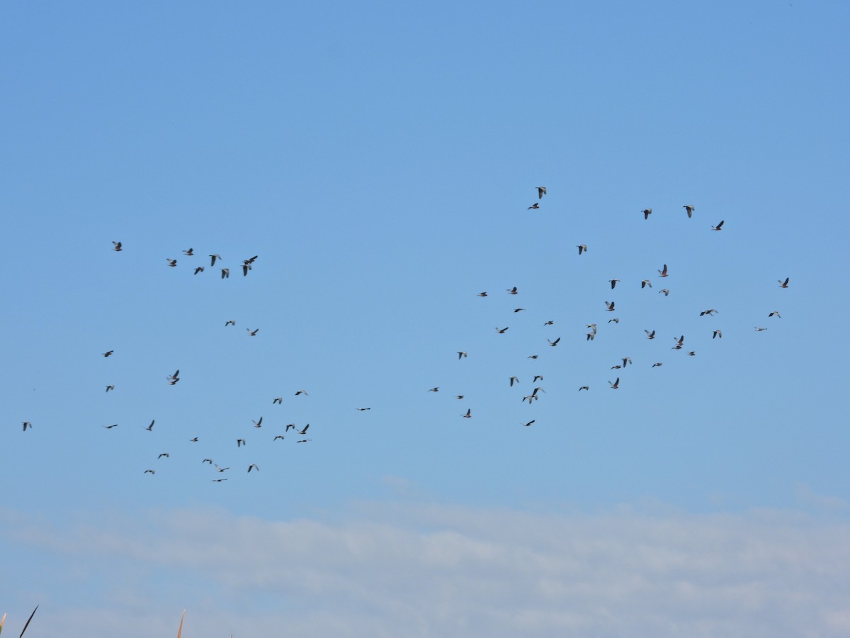 Cacatúa Galah - ML553685991