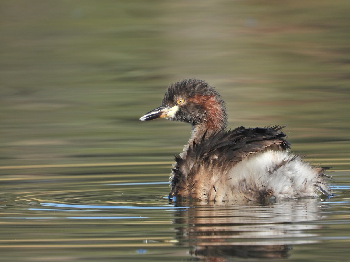 Australasian Grebe - ML553686031