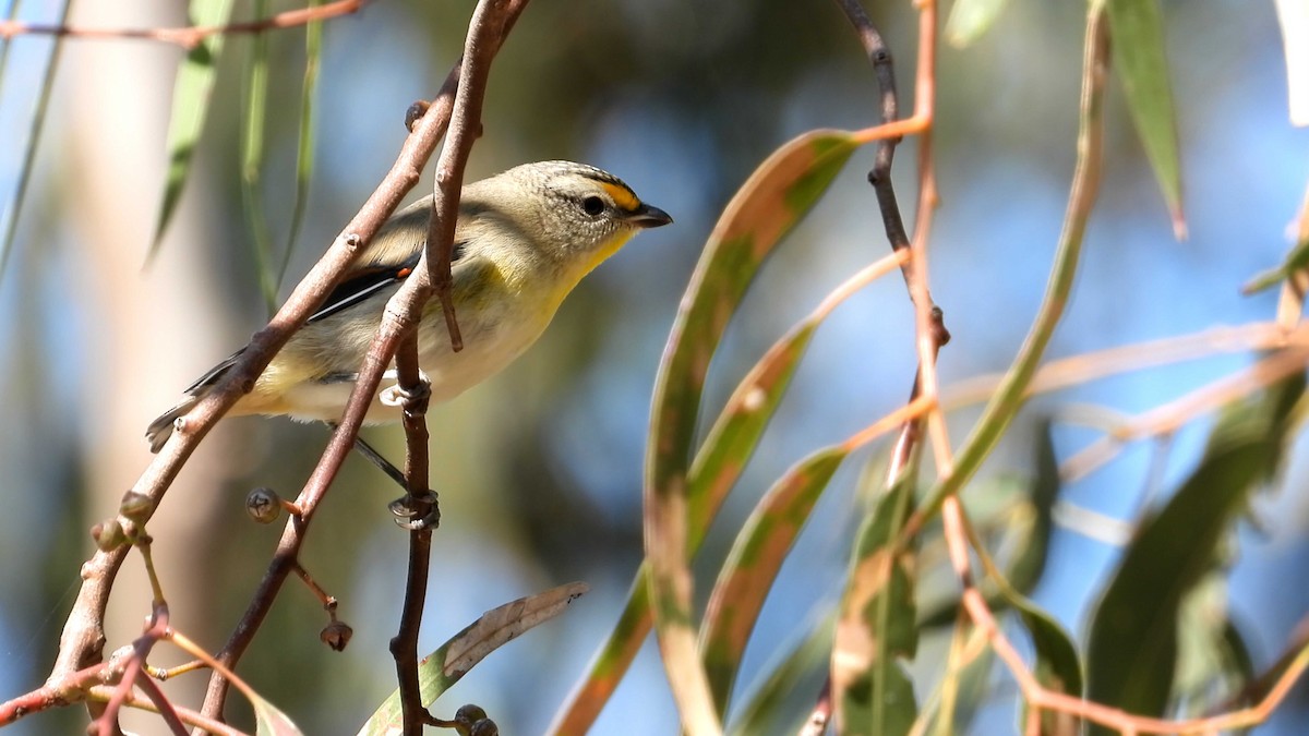 Striated Pardalote - ML553686381