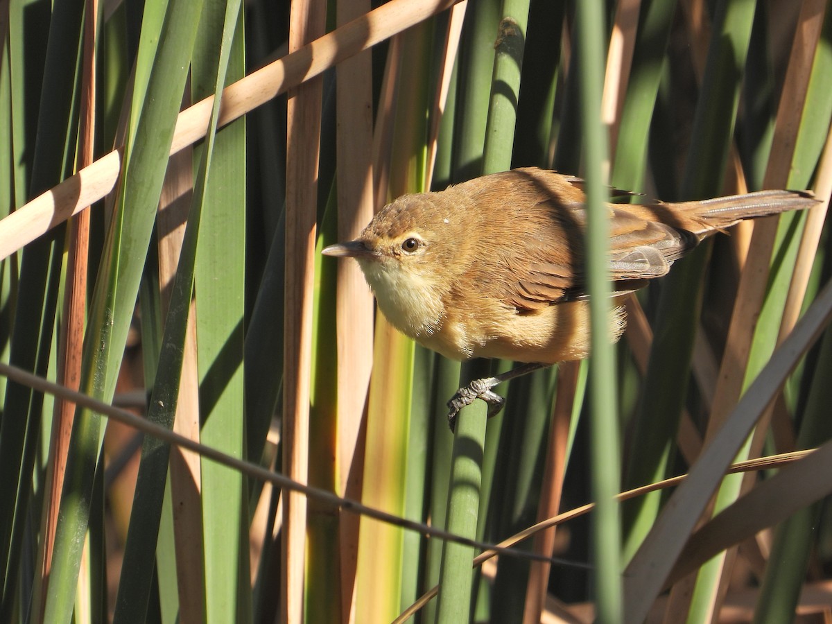 Australian Reed Warbler - ML553686511