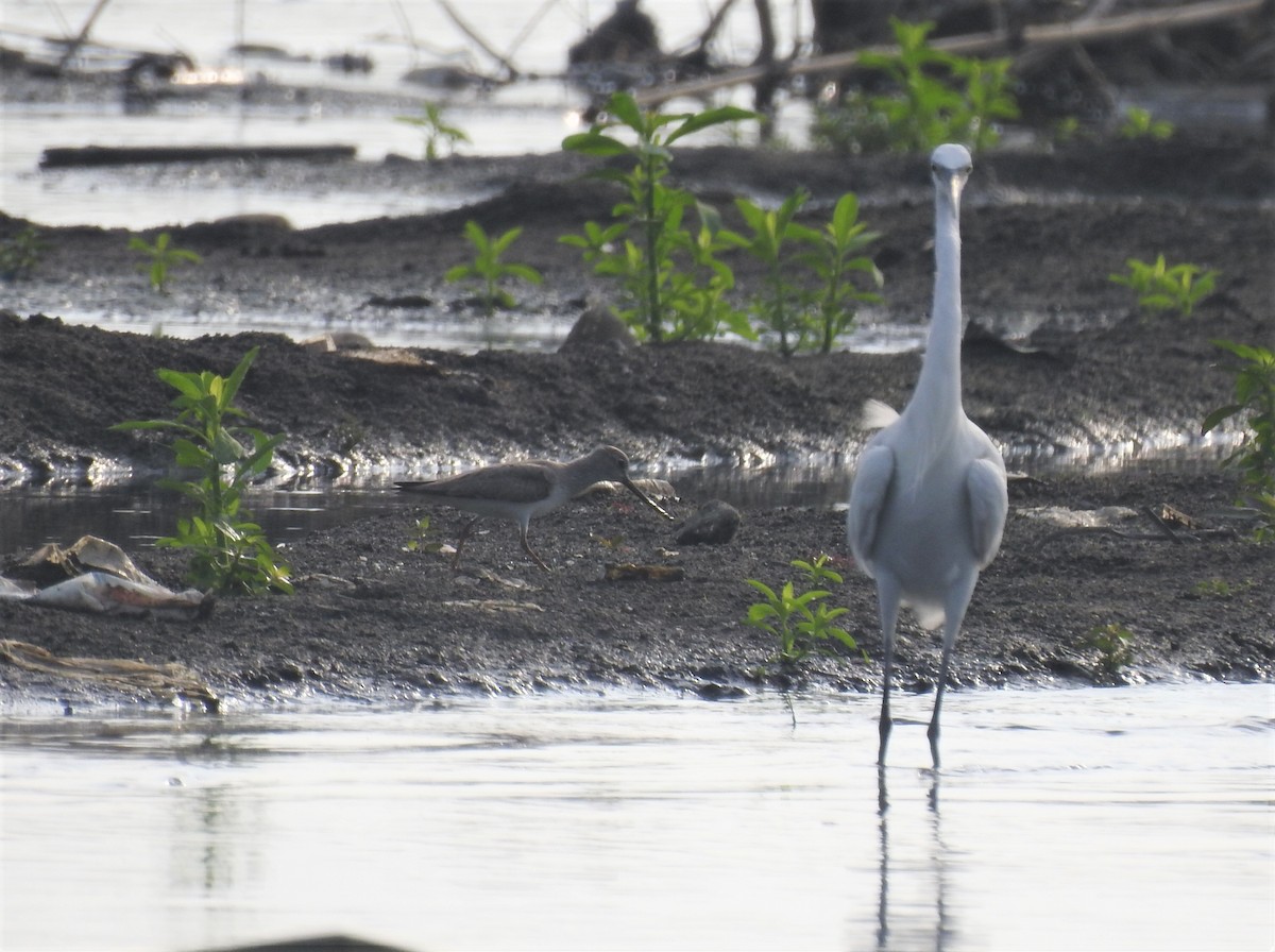 Terek Sandpiper - ML553686791