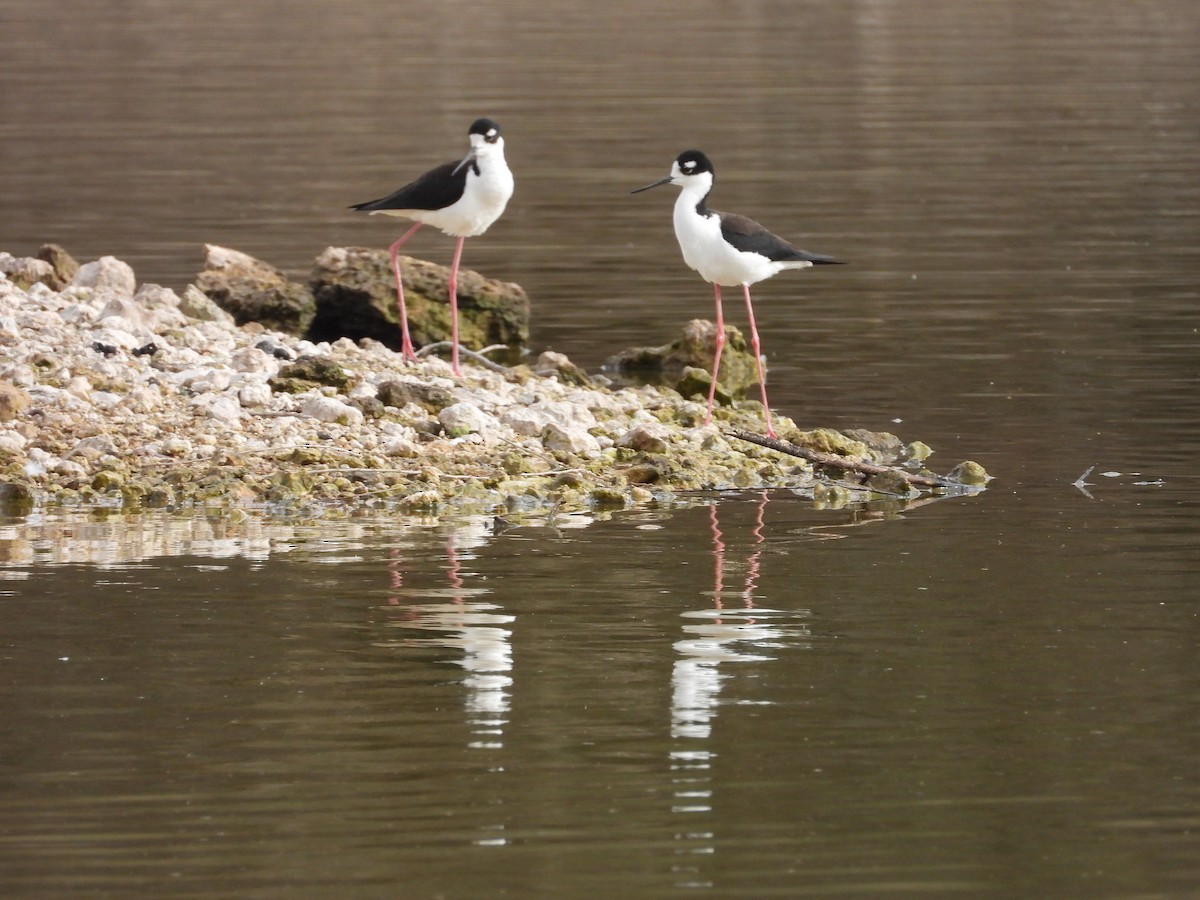 Cigüeñuela Cuellinegra - ML553687051