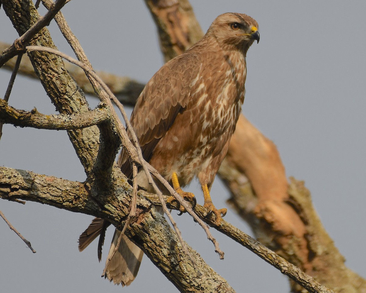 Common Buzzard - ML553687811